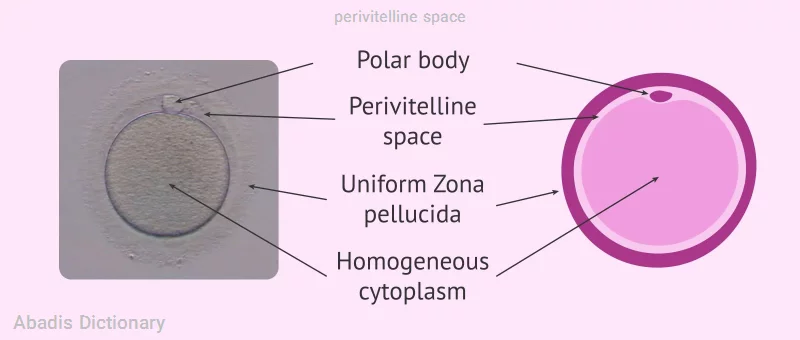 perivitelline space